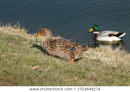 Сток-фото: Adult Female Wild Duck At Grass In Marsh