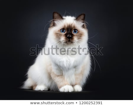 Stock photo: Excellent Seal Point Sacred Birman Cat Kitten Isolated On Black Background
