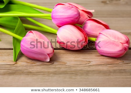 Fresh Beautiful Tulips Imagine de stoc © Taiga