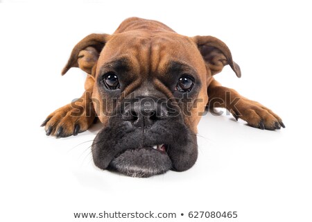 Stockfoto: Sleeping Boxer