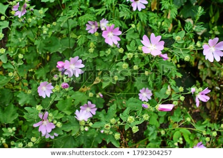 Foto stock: Malva