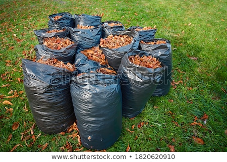 ストックフォト: Standing In Dry Autumn Leaves