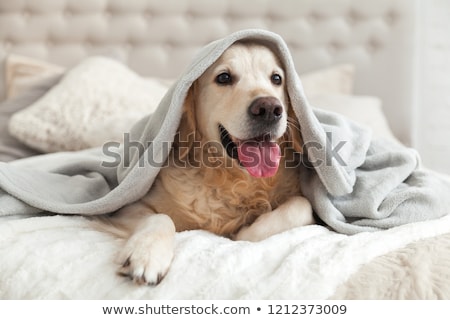 商業照片: Cozy Dog