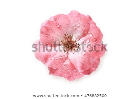 Foto stock: Pink Roses With Water Drops