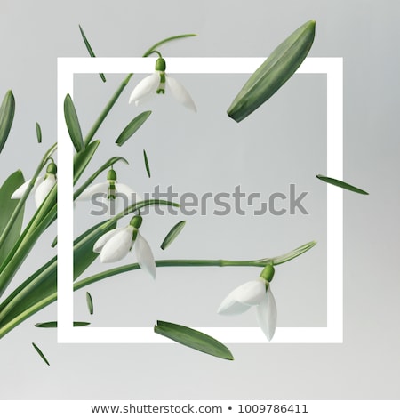 Foto stock: White Snowdrops First Spring Flowers In The Forest