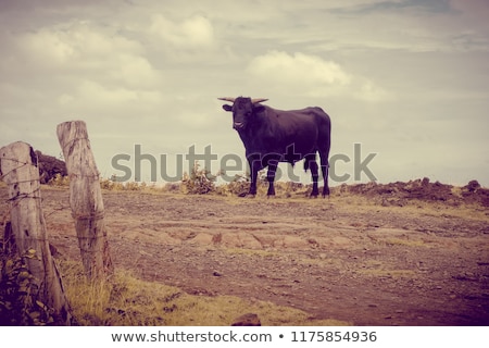 Foto stock: Wild Bull On Easter Island Cliffs