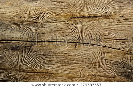 [[stock_photo]]: Bark Beetle Gallery Engraving On Wood