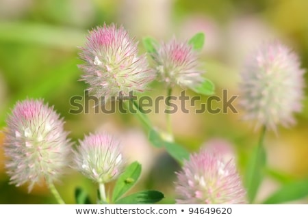 Foto stock: Trifolium Arvense On White