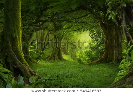 Foto d'archivio: Beautiful Forest Landscape