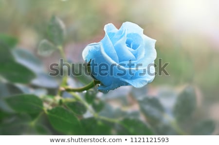 Foto stock: Wonderful Blooming Rose Flower At Sunset Floral Beauty Backgrou