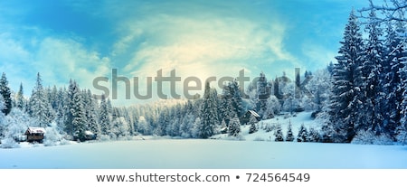Foto stock: Winter In The Forest