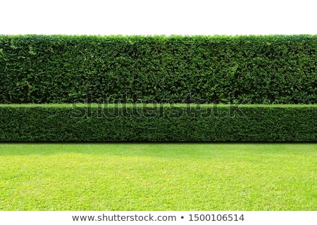 Stock photo: Hedge