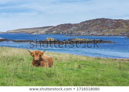 Stockfoto: Brown Highland Cattle With Blue Sky In Background