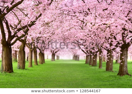 Stok fotoğraf: Ornamental Cherry Tree In Spring