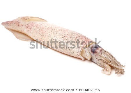 Foto d'archivio: Nice Fresh Squid Isolated