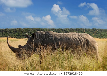 ストックフォト: Black Rhino - Rare And Endangered Species From Africa