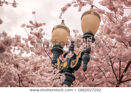 Stock photo: Cherry Blossoms Along Portland Willamette River