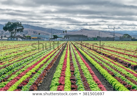 Foto stock: Mixed Cultivation