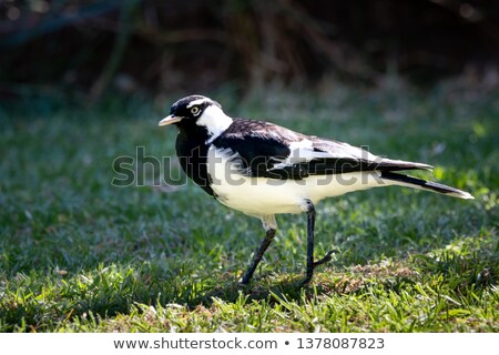 Stock fotó: Magpie Lark Grallina Cyanoleuca