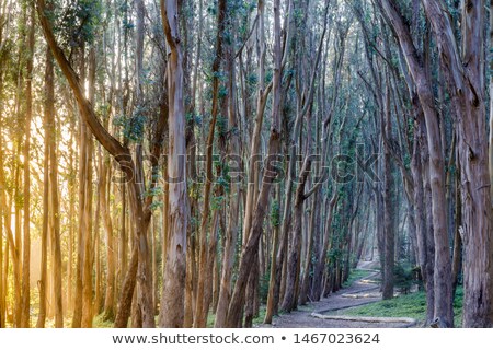 Lovers Lane Foto stock © yhelfman