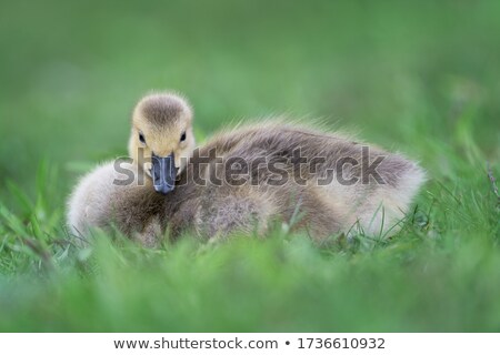 Stockfoto: Canada Goose Full Body Portrait