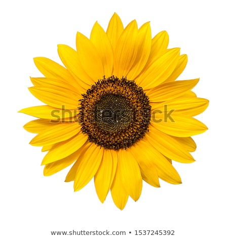 ストックフォト: Sunflower Blossoms In The Sun