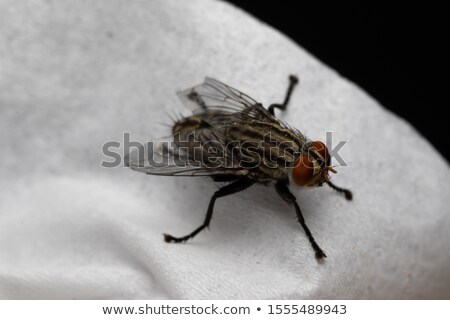 Sitting House Fly Foto d'archivio © prajit48