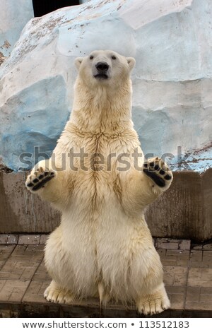 Stock photo: White Bear Standing On Back Paws