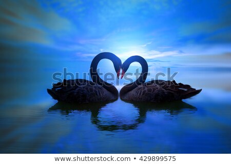 Foto stock: Swans In Love In The Moon