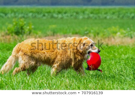 Stock photo: Dog In Grass Carrying Safety Helmet