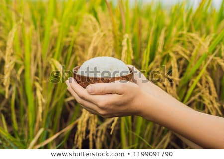 Stock photo: The Hand Holds A Cup Of Boiled Rice In A Wooden Cup Against The Background Of A Ripe Rice Field