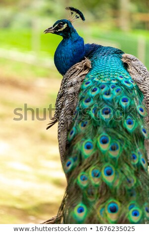 Zdjęcia stock: Amazing Beauty Of A Peacocks Tail