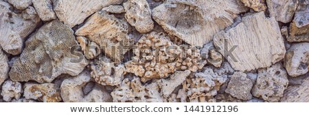 [[stock_photo]]: The Multiplicity Of Corals On The Wall Coral Texture Coral Background Banner Long Format