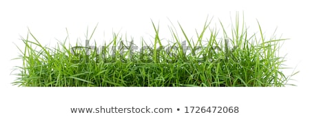 Сток-фото: Meadow Grass