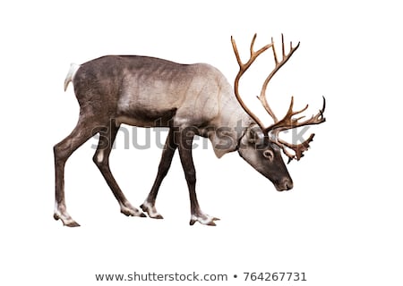 Stockfoto: Christmas Wildlife Zoo Animals On White Background