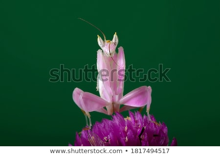 Stock photo: Pink Grasshopper