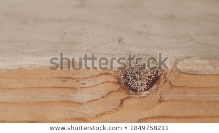 Stock photo: Background With Beautiful Sawn Board