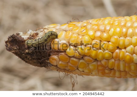 Сток-фото: A Worm Eating The Corn