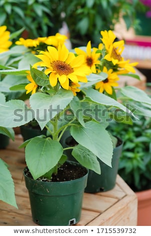 Stock photo: Blooming Sunflower Helianthus