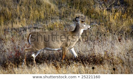 Stock fotó: White Tail Deer National Bison Range Charlo Montana