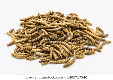 Foto stock: Mealworms