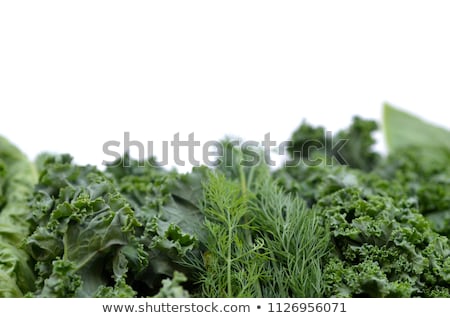 Foto d'archivio: Sprig Of Green Dill On A White Background Wet Green Dill