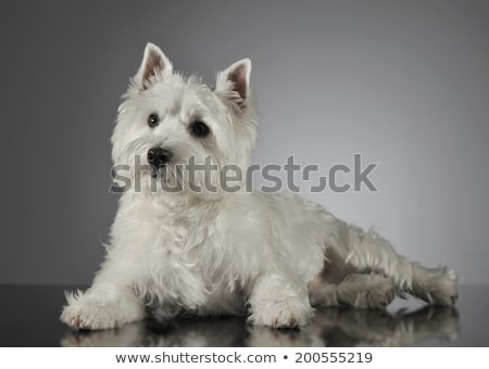 Zdjęcia stock: West Highland White Terrier Lying In A Shiny Gray Background