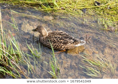 Foto stock: Male Mallard Duck On Clear Water