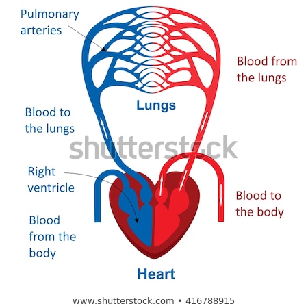 Foto stock: Circulatory System Or Cardiovascular System