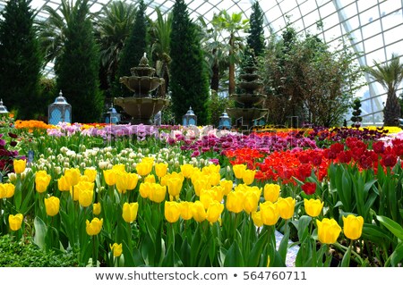 Stok fotoğraf: Beautiful Of Tulips In Gardens By The Bay