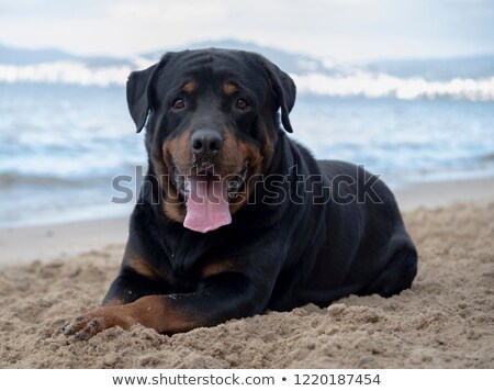 [[stock_photo]]: Rottweiler On The Beach