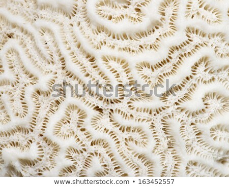 Stockfoto: Coral Fossil Texture