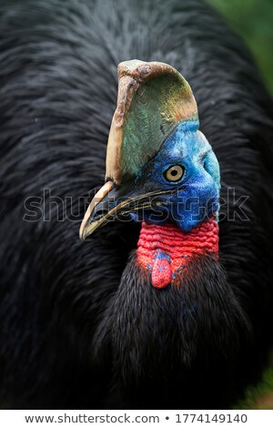 Stok fotoğraf: Cassowaries Plumage