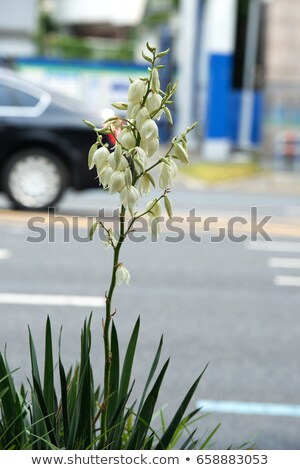 Stock fotó: Uuka